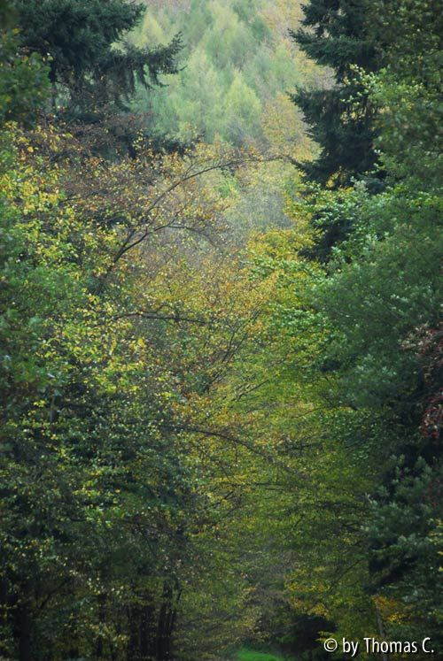 November-Eifel 7