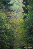 November-Eifel 7