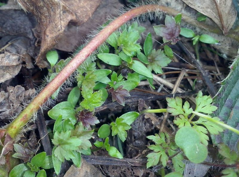 neue rotblättrige rote johannisbeeren