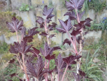 rot1