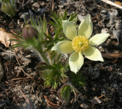 Pulsatilla patens ssp. flavescens