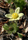 Pulsatilla patens ssp. flavescens