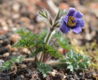 Pulsatilla ambigua