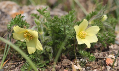 Pulsatilla albana