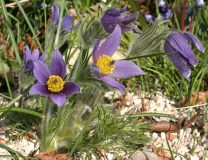 Pulsatilla vulgaris var. oenipontana