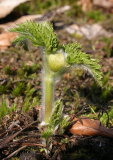 Pulsatilla aurea