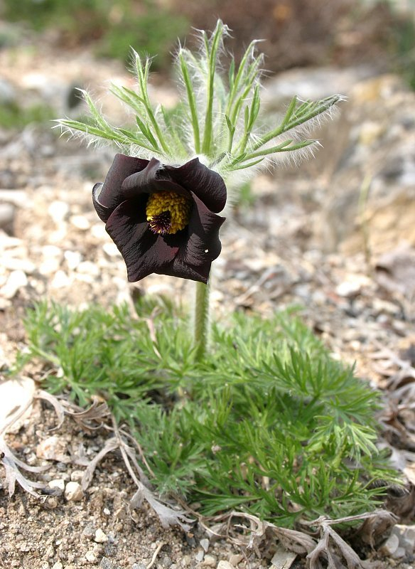 Pulsatilla rubra f. nigella