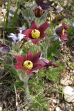 Pulsatilla rubra