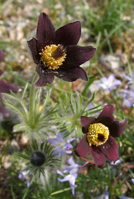Pulsatilla rubra