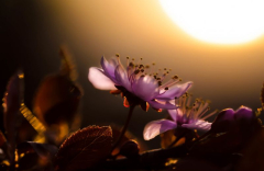 sonne