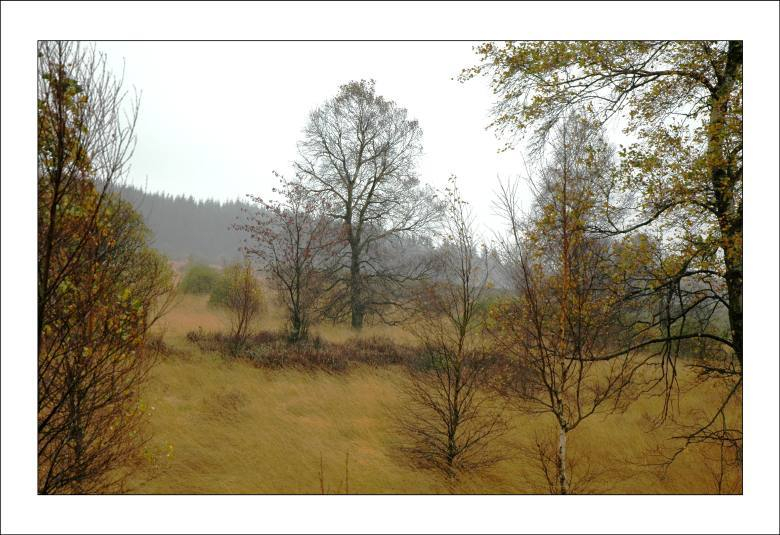Hohes Venn 4