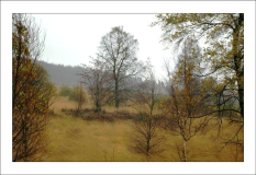 Hohes Venn 4