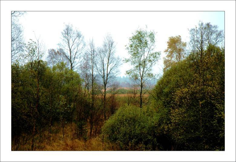 Hohes Venn 5