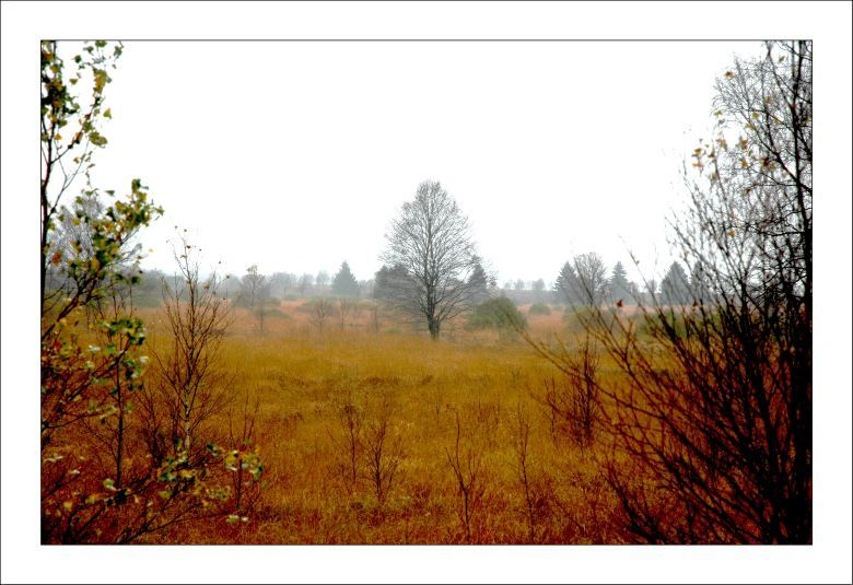 Hohes Venn 6