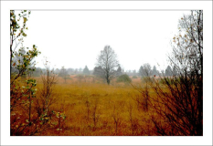 Hohes Venn 6