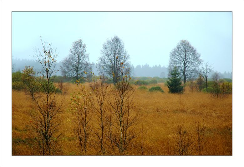 Hohes Venn 7