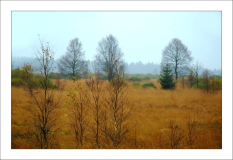 Hohes Venn 7