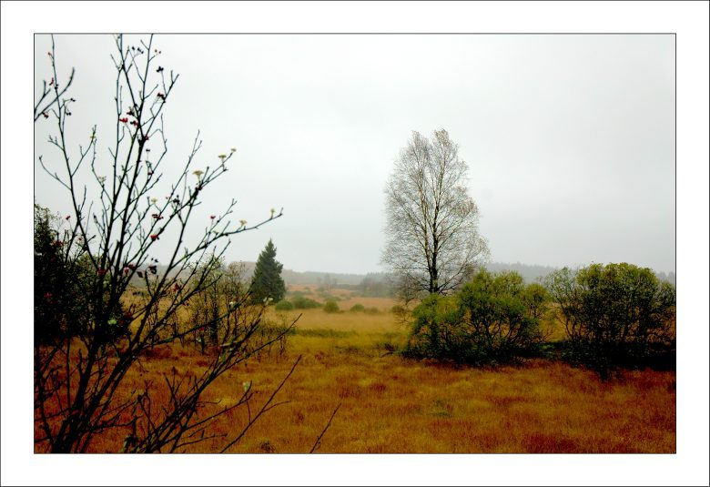 Hohes Venn 8