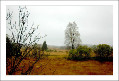 Hohes Venn 8