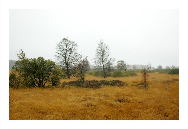 Hohes Venn 10