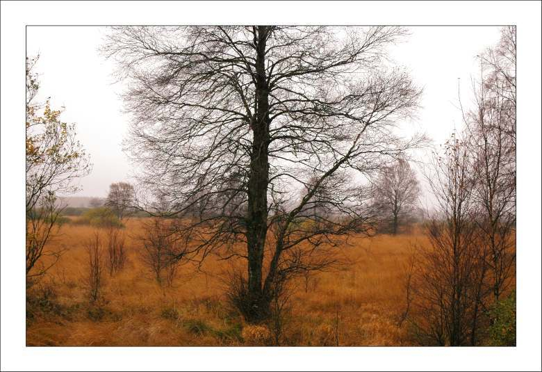 Hohes Venn 11