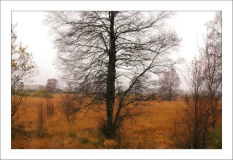 Hohes Venn 11