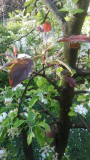 Rotfleischiger Apfel auf Mehrsortenbaum