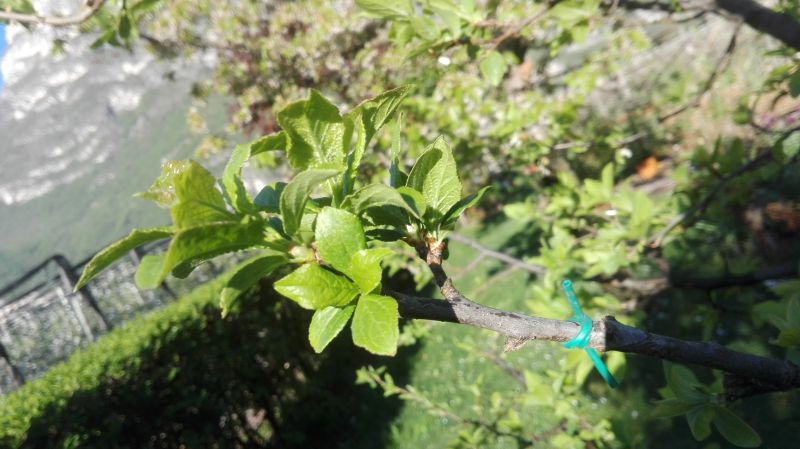 Mirabelle (?) auf Zwetschgenbaum
