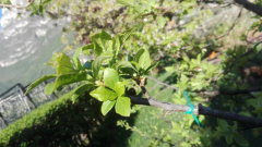 Mirabelle (?) auf Zwetschgenbaum