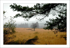 Hohes Venn 12