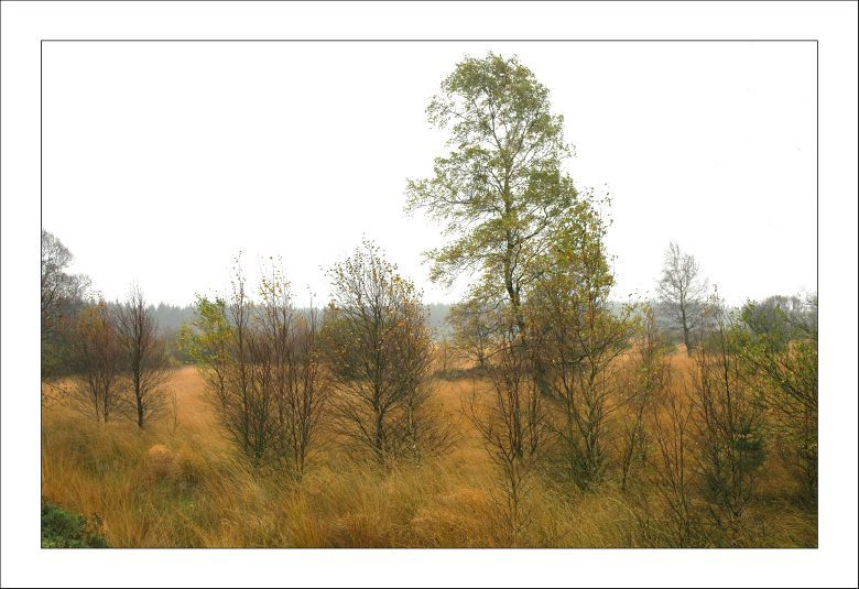 Hohes Venn 14