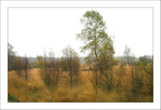 Hohes Venn 14