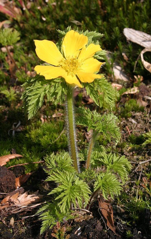 Pulsatilla aurea