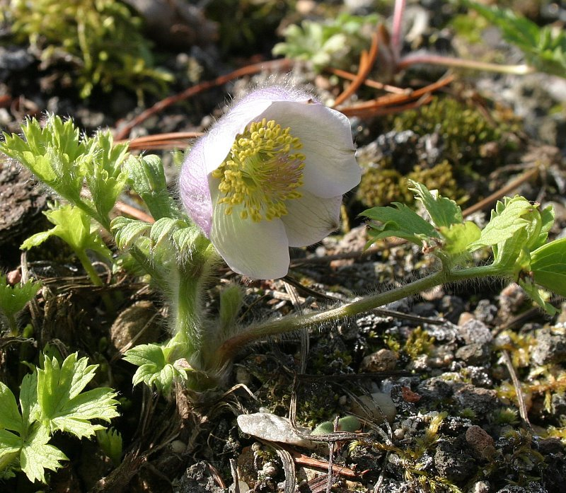 Pulsatilla tatewakii