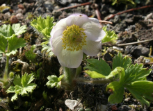 Pulsatilla tatewakii