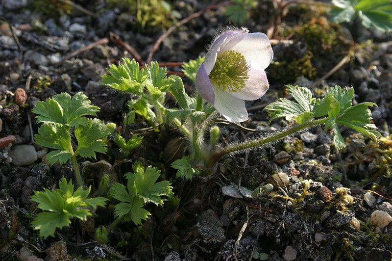 Pulsatilla tatewakii