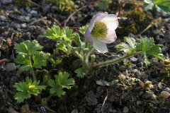 Pulsatilla tatewakii