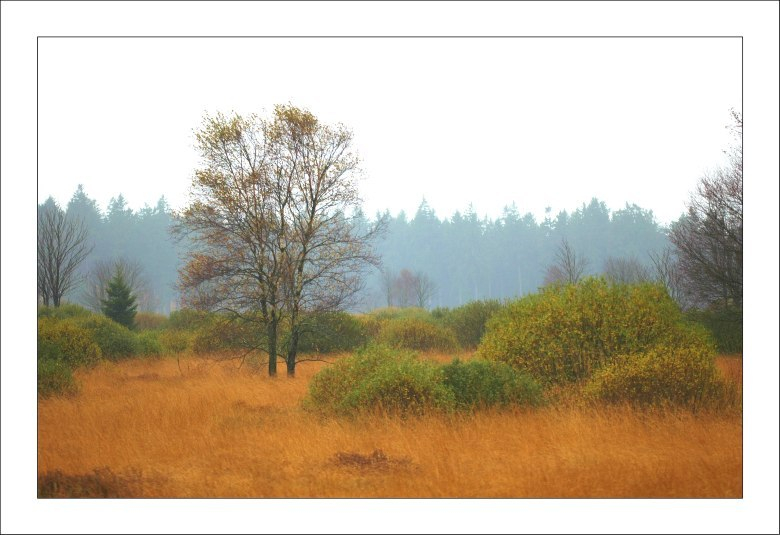 Hohes Venn 17