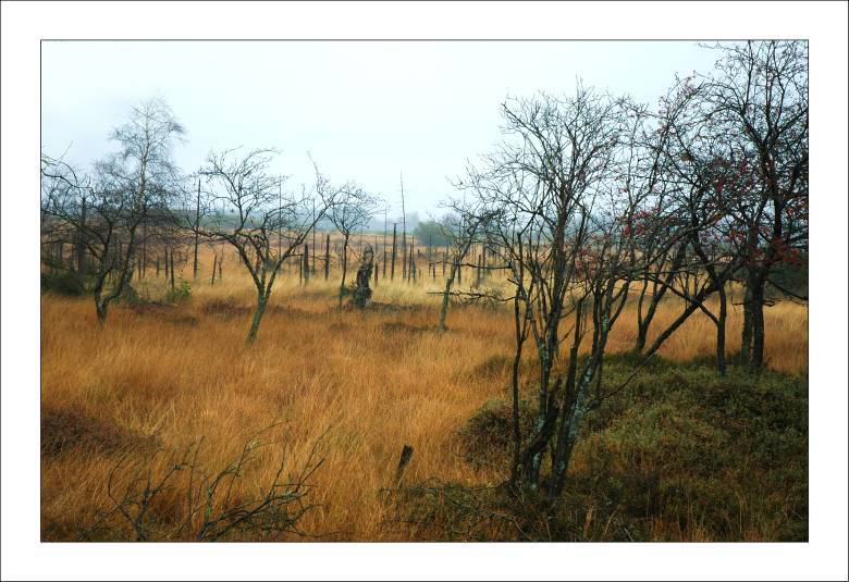 Hohes Venn 16