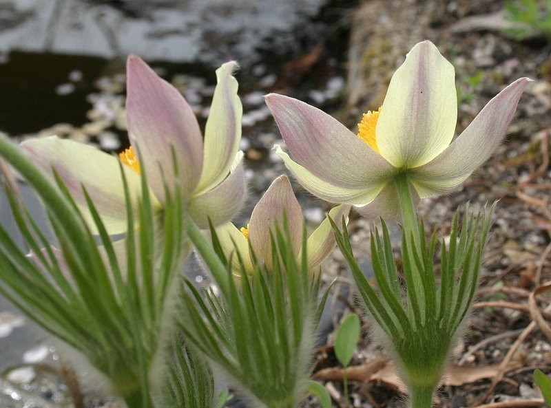 Pulsatilla patens ssp. flavescens