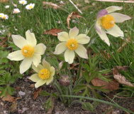 Pulsatilla patens ssp. flavescens