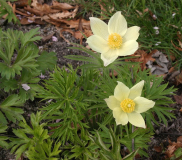 Pulsatilla patens ssp. flavescens