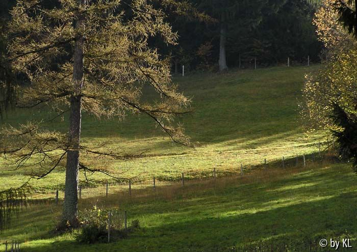 Himmelreichbiotop 7