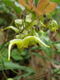 Epimedium lishihchenii og