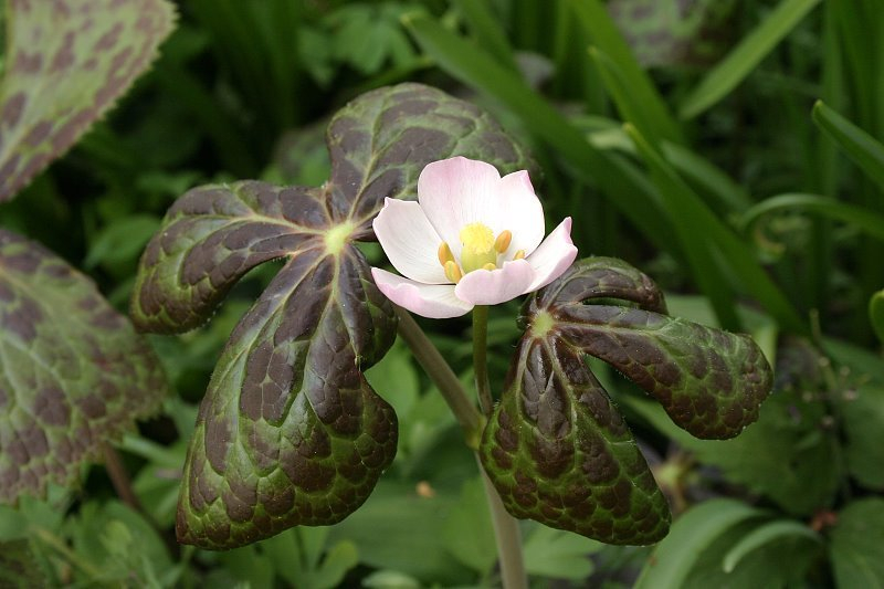 Podophyllum hexandrum