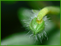 Grüne Raupe an Geraniumknospe