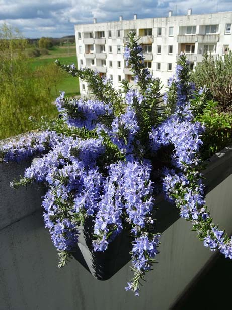 Rosmarinus officinalis var. prostratus