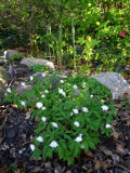 Anemone nemorosa 'Blue Eyes' - Bestand im 3.Jahr