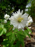 Anemone nemorosa 'Blue Eyes' 2
