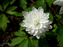 Anemone nemorosa 'Blue Eyes' 3